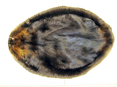 Details about   two Extralarge soft tanned Tanned Beaver pelts hide twoXLbeadam2121 