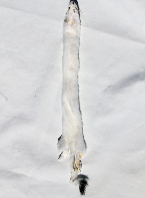 Weasel - Long Tailed  - Ermine - White Color Phase - Professionally Tanned