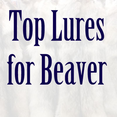 Beaver Lures