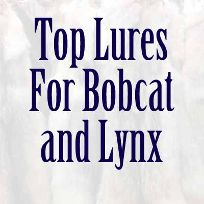Bobcat and Lynx