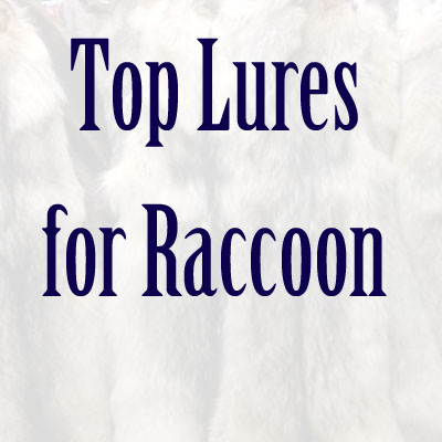 Raccoon Lure