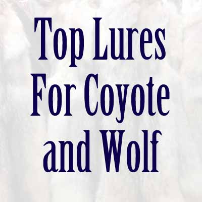 Coyote and Wolf