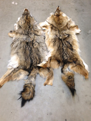 Tanned Open Coyote Pelts - Grade 1  -  OUT OF STOCK