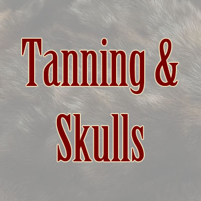Tanning and Skulls